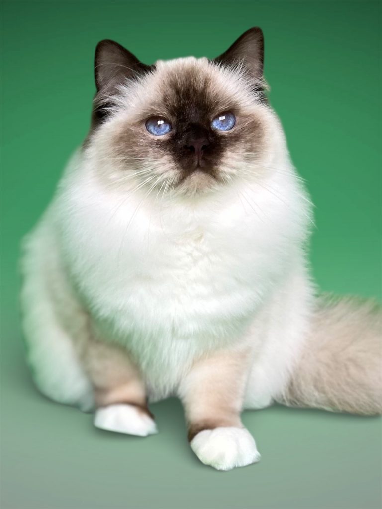 Broadview's Amaretto