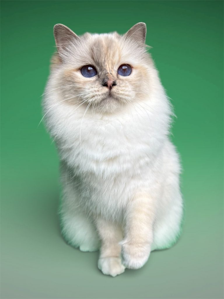 Broadview's Vibrant Stella