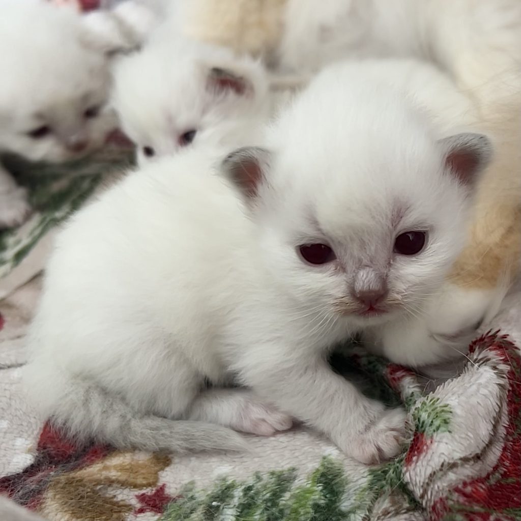 Femelle lilac point
