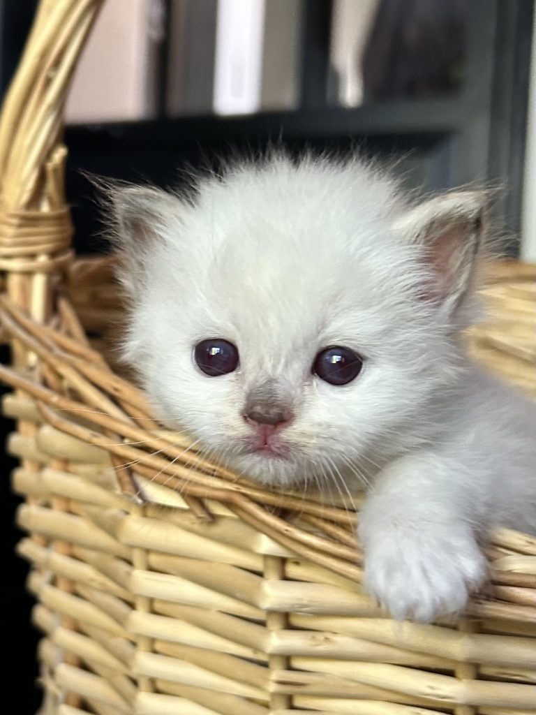 Femelle chocolate tortie point